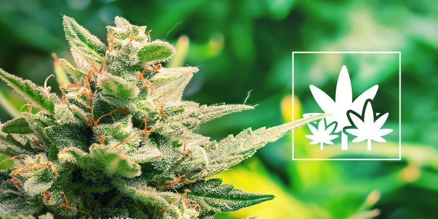 Odla vidare med moderplantor Growing The Motherload From Mother Plants