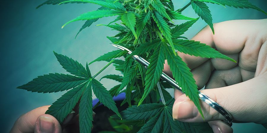 Tips för hur du trimmar dina cannabisplantor TIPS ON HOW TO TRIM YOUR CANNABIS PLANTS