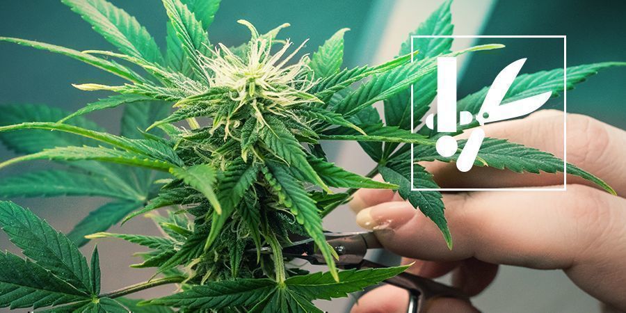 Tekniker och tips för trimning av cannabis Tekniker och tips för trimning av cannabis