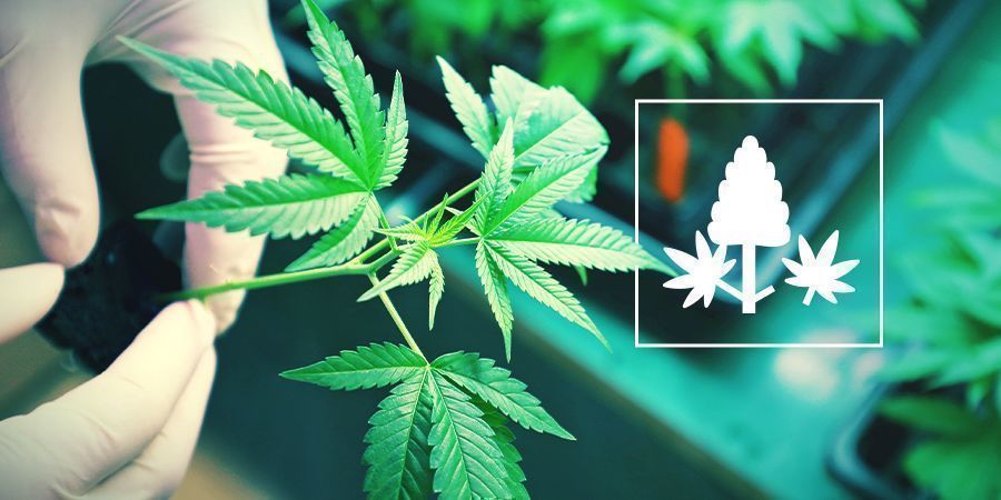 Vad är monster cropping – en enkel guide What Is Monster Cropping - A Simple Guide
