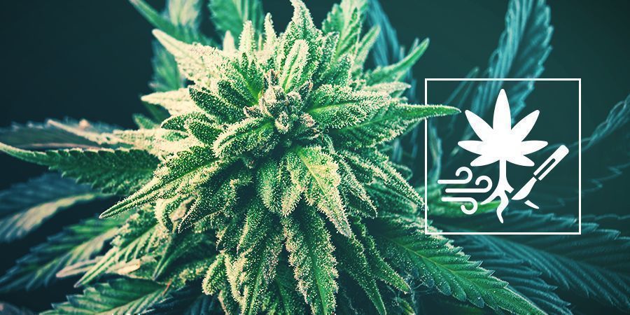 Hur du &ouml;kar cannabisens avkastning med rotbesk&auml;rning