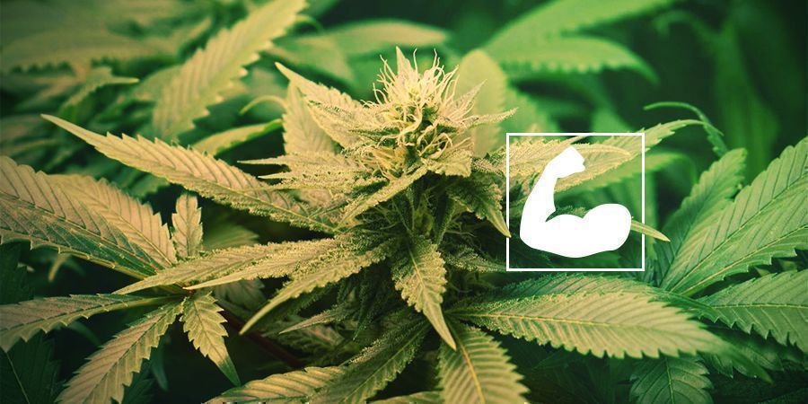 F&ouml;rdelarna med rotbesk&auml;rning av cannabis