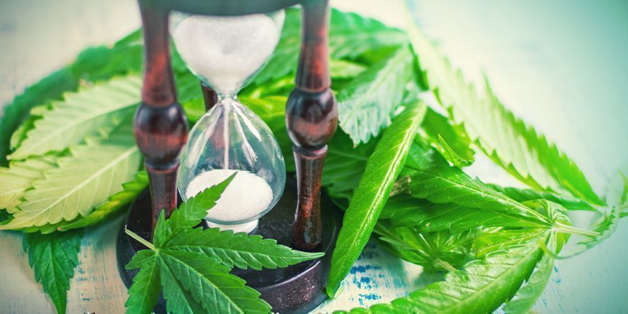 När man ska klyva cannabisstammar When To Split Cannabis Stems