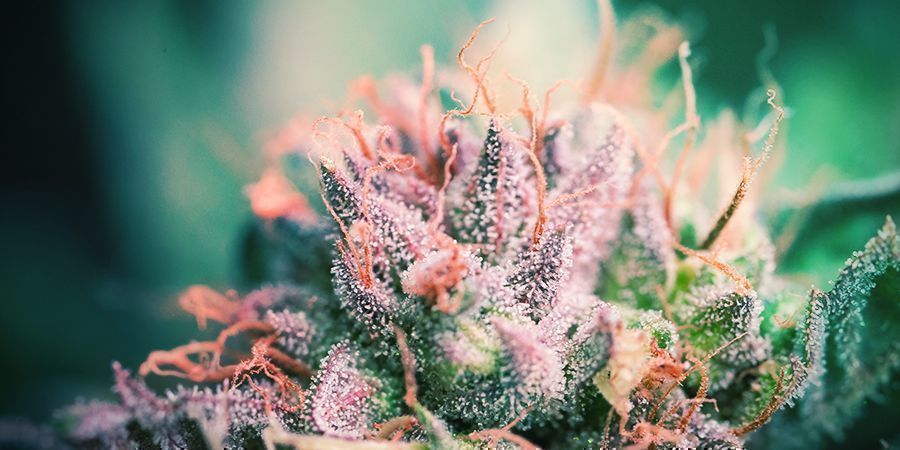 Fördelar med att klyva cannabisstjälkar Fördelar med att klyva cannabisstjälkar
