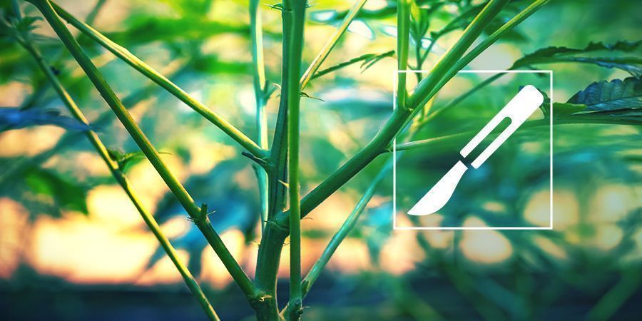 En guide till att klyva cannabisstammar En guide till att klyva cannabisstammar