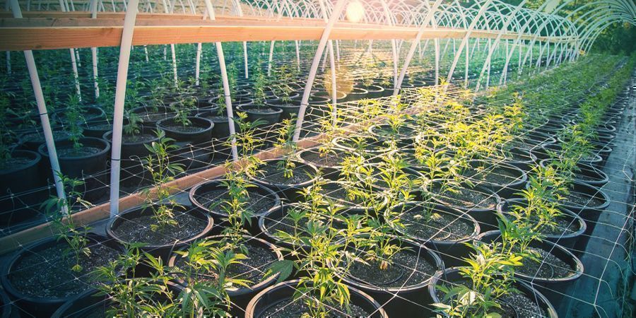 Så spaljerar du cannabis utomhus HOW TO TRELLIS CANNABIS OUTDOORS