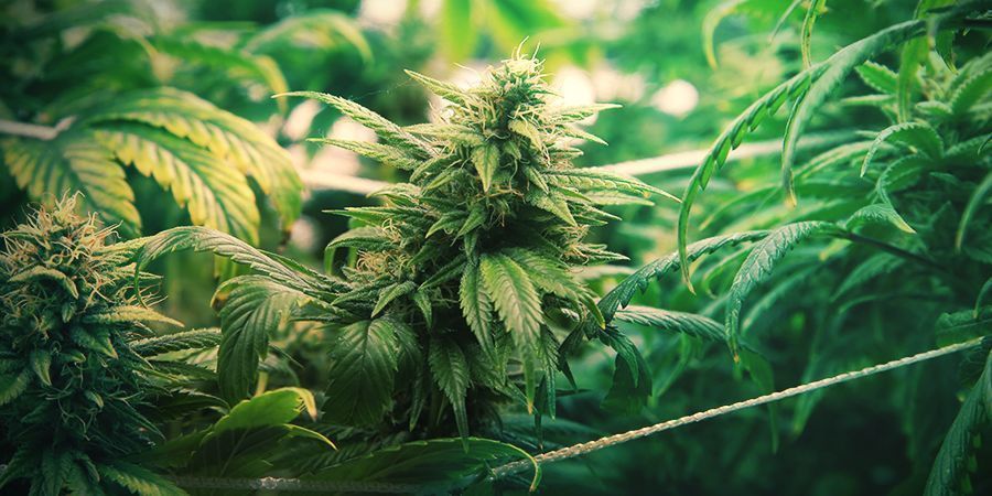 ScrOG-metoden för maximal produktion SCROG METHOD FOR MAXIMUM PRODUCTION
