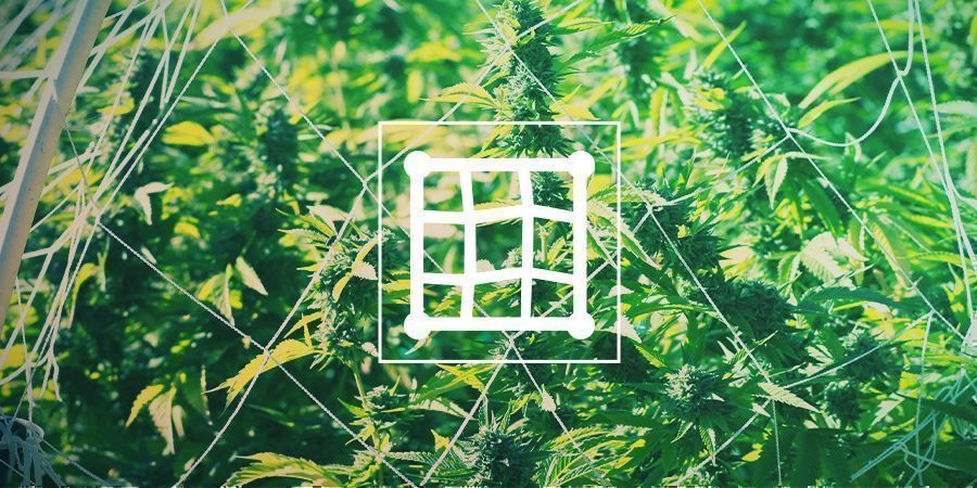 Spaljering av cannabis Spaljering av cannabis