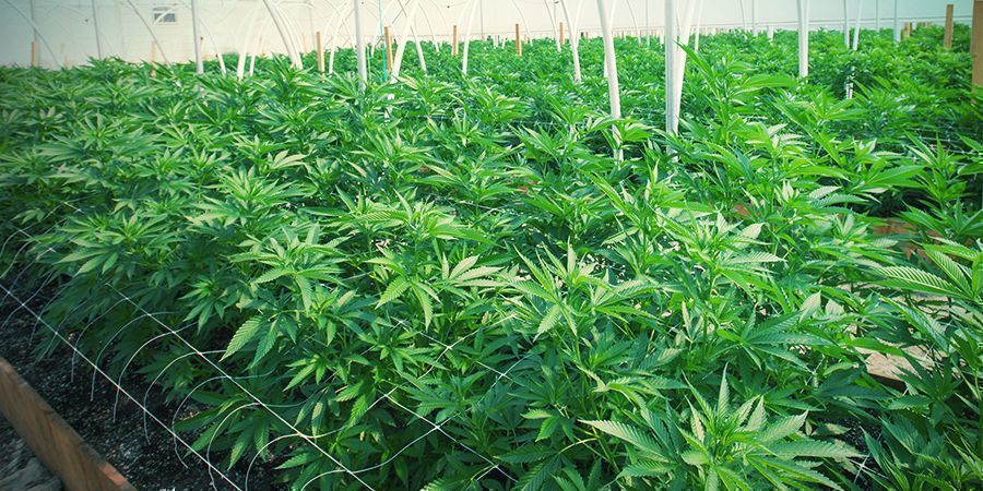 Fördelar och utmaningar med att spaljéra cannabis BENEFITS AND CHALLENGES OF TRELLISING CANNABIS