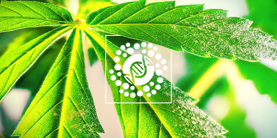 Allt om pollen och cannabisförädling Everything About Pollen And Cannabis Breeding