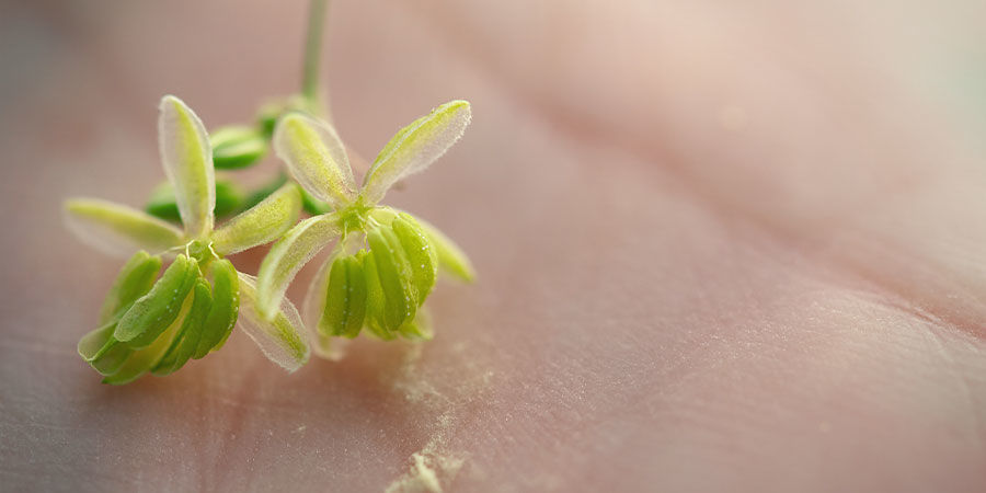 Hur du samlar pollen för senare användning Hur du samlar pollen för senare användning