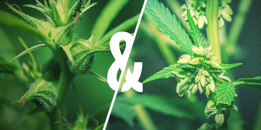 Sambandet mellan pollen och cannabisförädling Sambandet mellan pollen och cannabisförädling