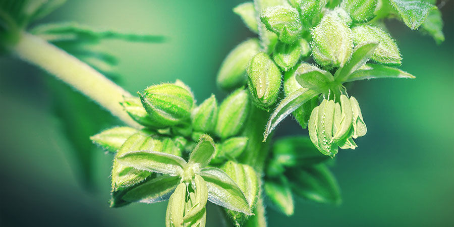 Källor till cannabispollen Källor till cannabispollen