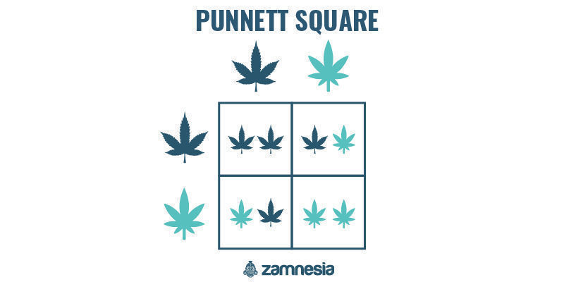 Punnettruta
