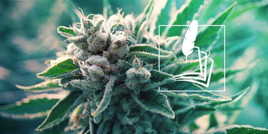 Cannabisens historia cannabishistoria