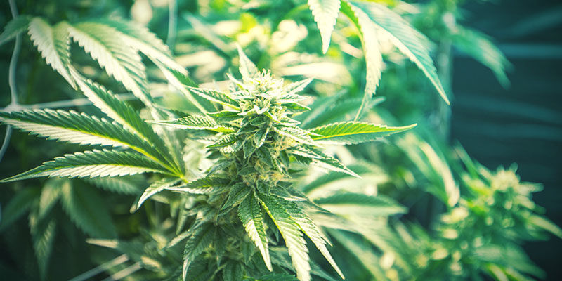 Cannabis Sativa och Cannabis Indica