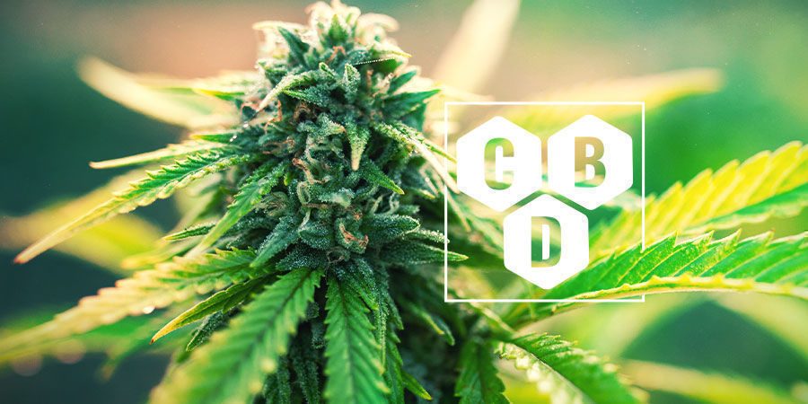 Vad är cannabidiol (CBD)? Vad är cannabidiol (CBD)?