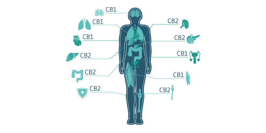 Hur fungerar CBD? How does CBD work?