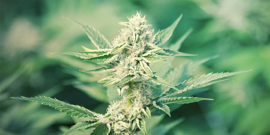 Var kommer CBD ifrån? Var kommer CBD ifrån?