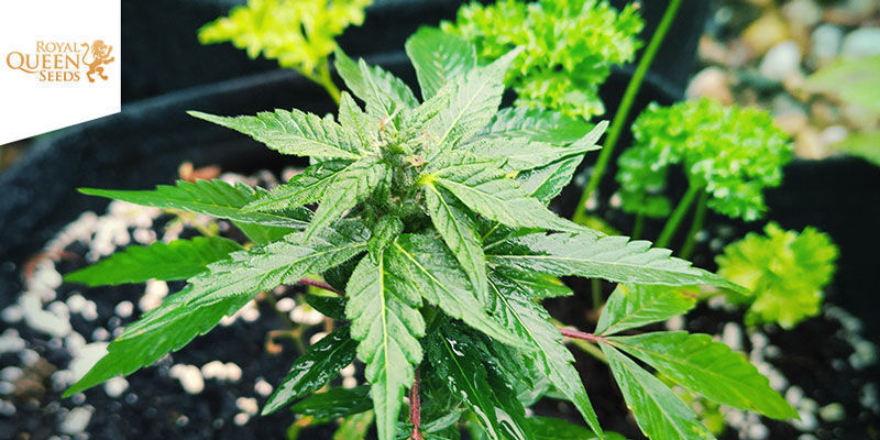 Royal CBDV - Royal Queen Seeds Royal CBDV - Royal Queen Seeds