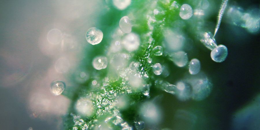 THC-nivåer i cannabissorter THC Levels In Cannabis Strains