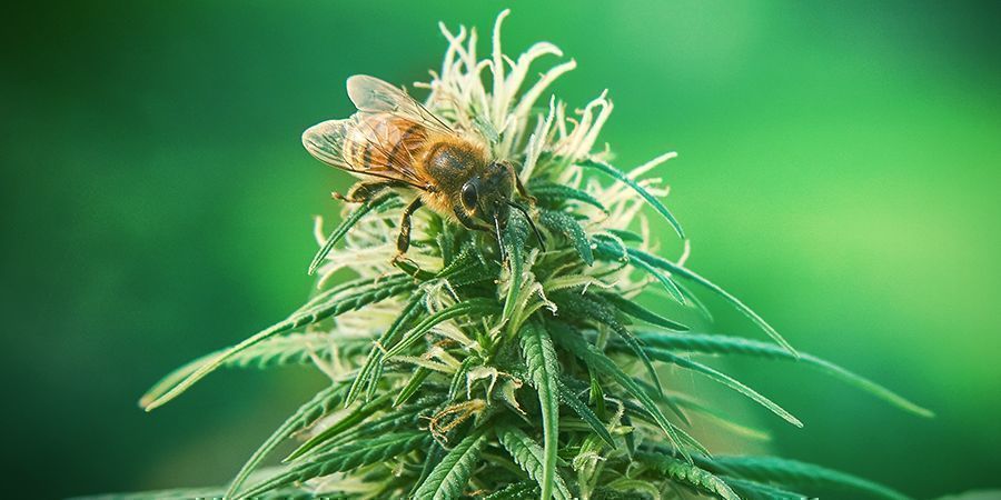 Flavonoidernas roll THE ROLE OF FLAVONOIDS