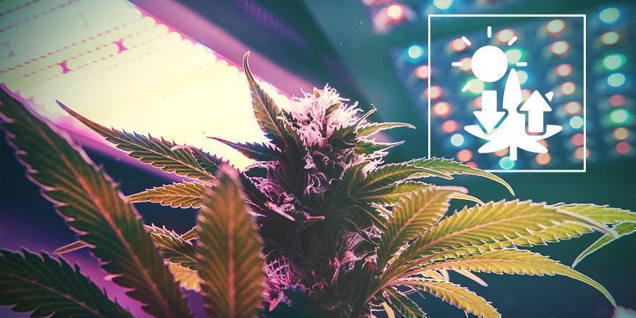 Cannabis och fotosyntes Cannabis och fotosyntes