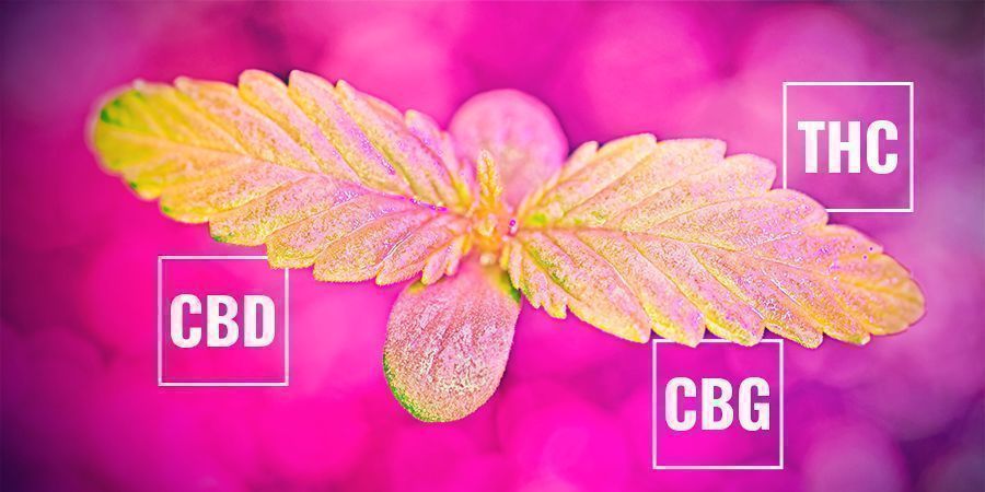 Hur fotosynteshastigheten kan påverka cannabinoidinnehållet