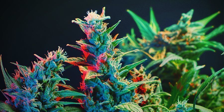 Skillnad mellan fotoperiodiska sorter och Autoflower när det gäller fotosyntes?