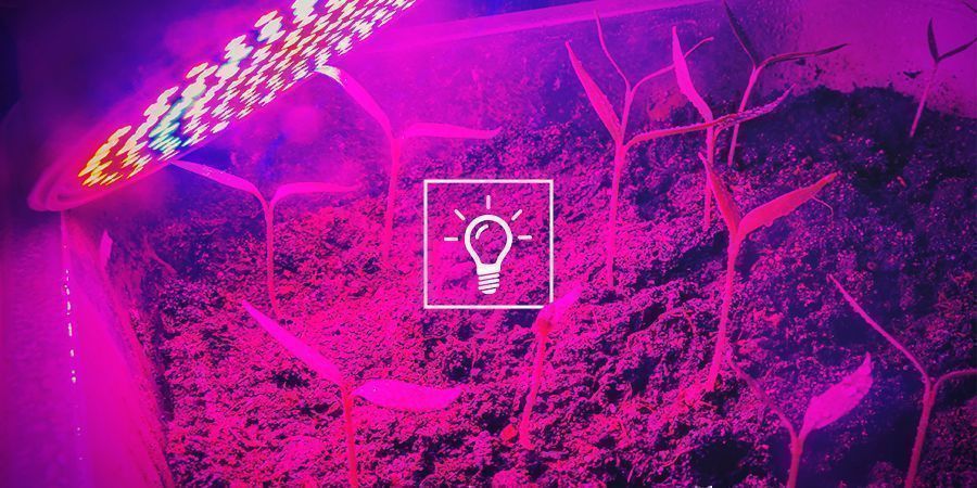 Cannabis och ljuskvalitet: watt, lumen, PAR och PPFD