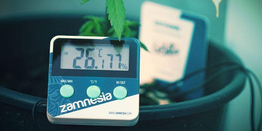 Cannabis: Optimala förhållanden för fotosyntes