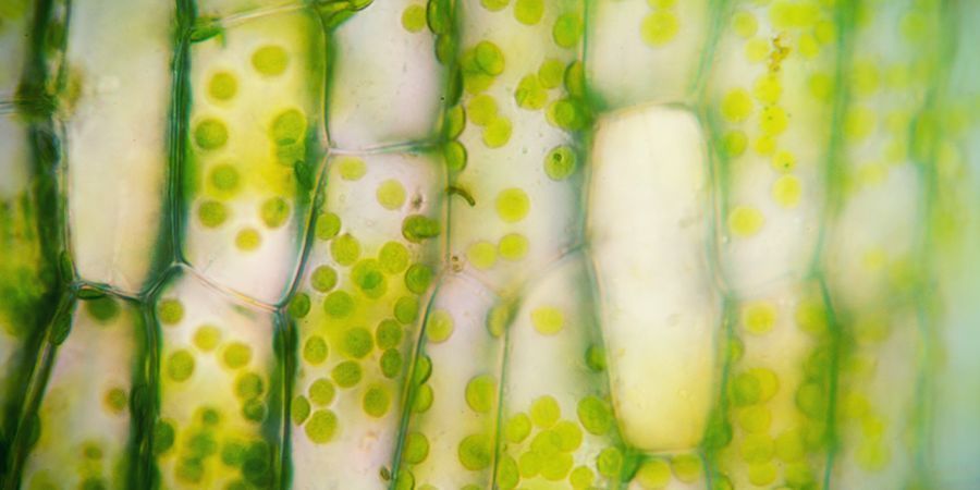Kloroplaster CHLOROPLASTS