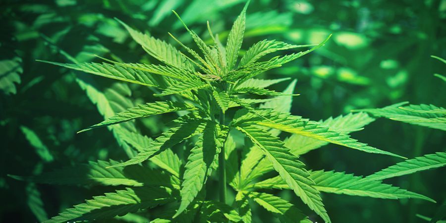 Cannabis vegetativa tillväxtfas Cannabis vegetativa tillväxtfas