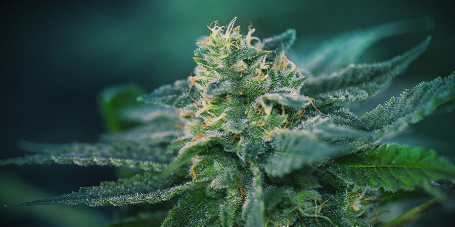 Cannabisens blomningsfas Cannabisens blomningsfas