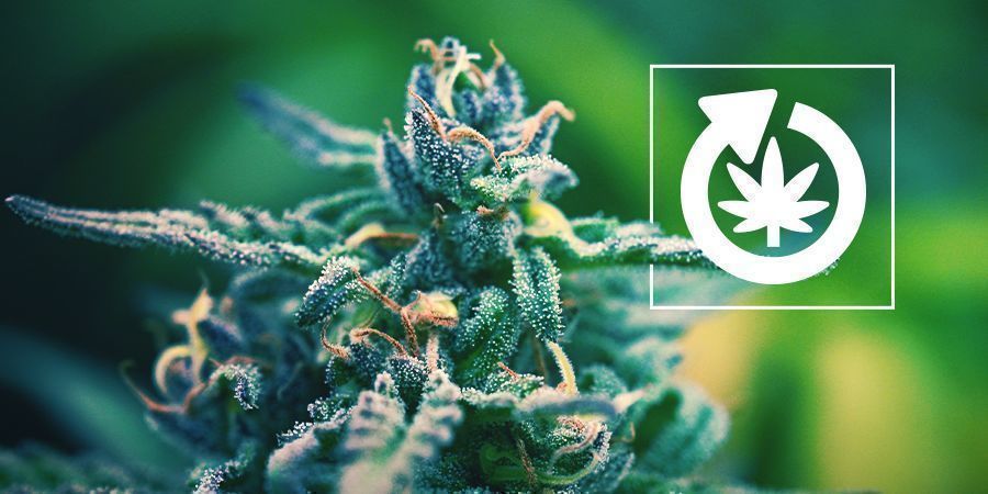 Cannabisplantans livscykel Cannabisplantans livscykel
