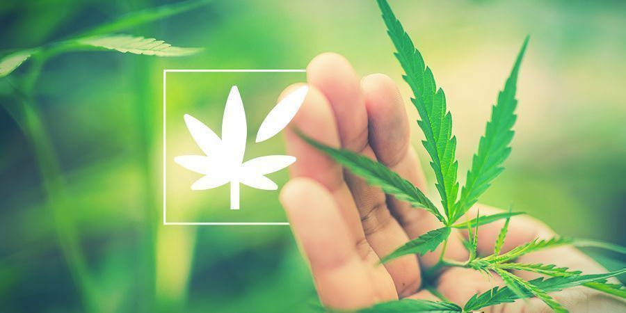 Allt om cannabisplantans anatomi Allt om cannabisplantans anatomi