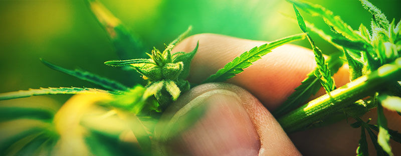 HAN- OCH HONPLANTOR av cannabis