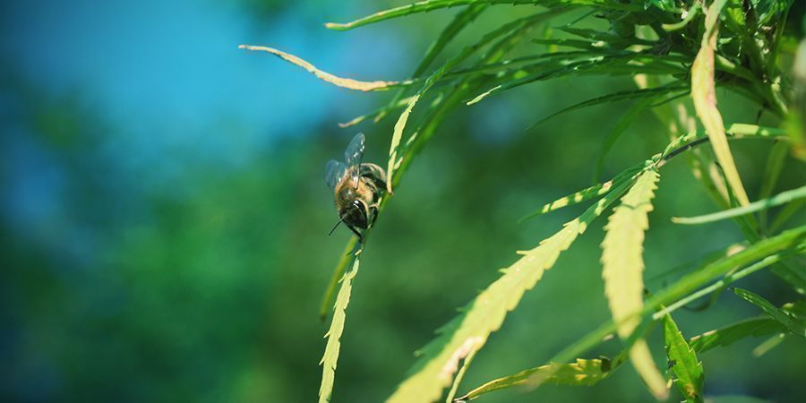 Pollinering av cannabisplanta Pollinering av cannabisplanta
