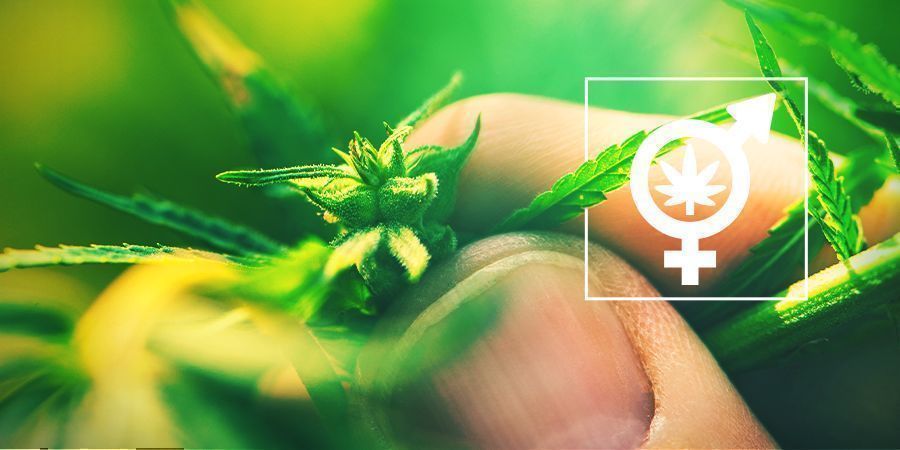 Avgör könet på dina cannabisplantor Determine The Gender Of Your Cannabis Plants