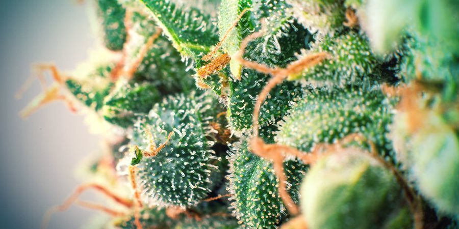 Terpeners effekter och fördelar Terpeners effekter och fördelar