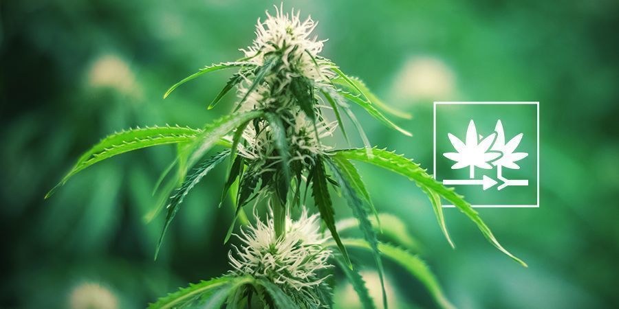 Så skapar du din egen cannabissort med Reguljära cannabisfrön