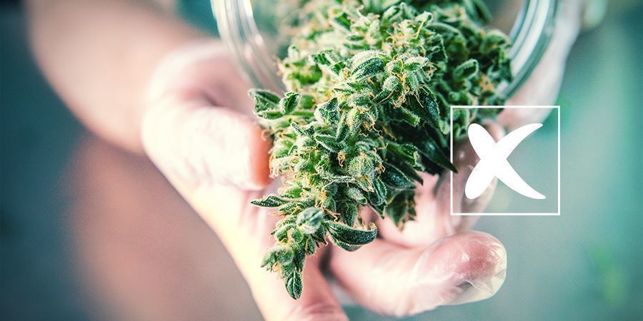 Reguljära cannabisfrön: Nackdelarna Reguljära cannabisfrön: Nackdelarna