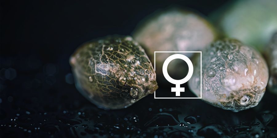 Kan man feminisera Cannabisfrön hemma? Kan man feminisera Cannabisfrön hemma?