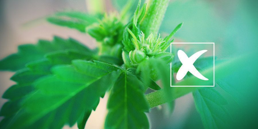 Feminiserade frön: Nackdelarna Feminized Cannabis Seeds: The Cons