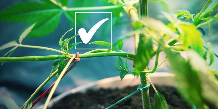 Feminiserade cannabisfrön: fördelarna Feminized Cannabis Seeds: The Pros