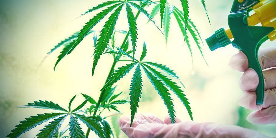 Hur blir frön feminiserade? Hur blir cannabisfrön feminiserade?
