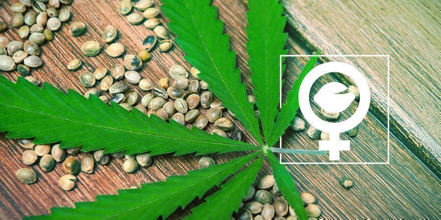 Vad är feminiserade cannabisfrön?
