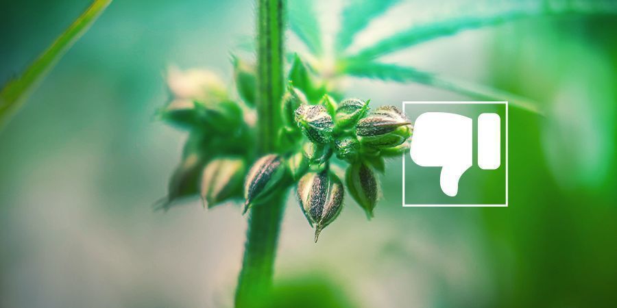 Varför du (troligtvis) inte vill ha hanliga cannabisplantor Varför du (troligtvis) inte vill ha hanliga cannabisplantor