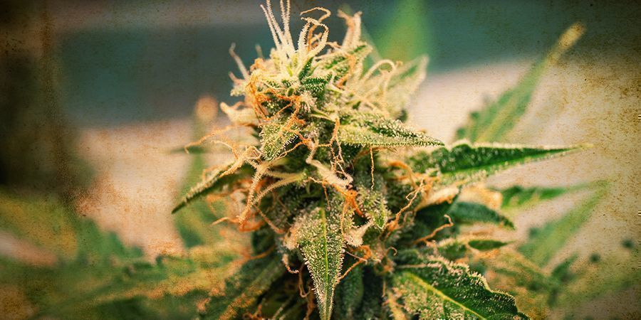 Autoflower cannabisens historia History of Autoflowering Cannabis