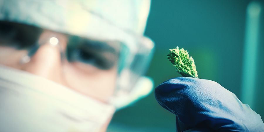 Hur tillverkas autoflower cannabisfrön? Hur tillverkas autoflower cannabisfrön?
